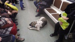 Los perros pueden viajar en el Metro de Madrid