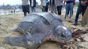 Las tortugas de la especie baula tienen piel en su caparazón.
