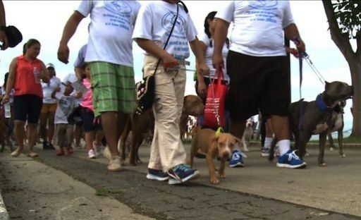 Caminata por los pit bulls, hacen un llamado a la no discriminación
