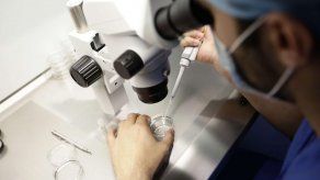 Mujeres que emplean Fecundación In Vitro con Ovodonación aumentan hasta 97 % tasa de embarazo