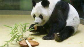 Muere panda gigante de zoológico de Berlín