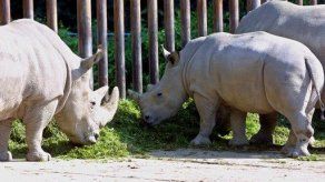 Zoológico congela células para ayudar a preservar especies