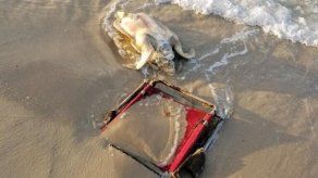 Alabama: Muere tortuga marina con correa enredada al cuello