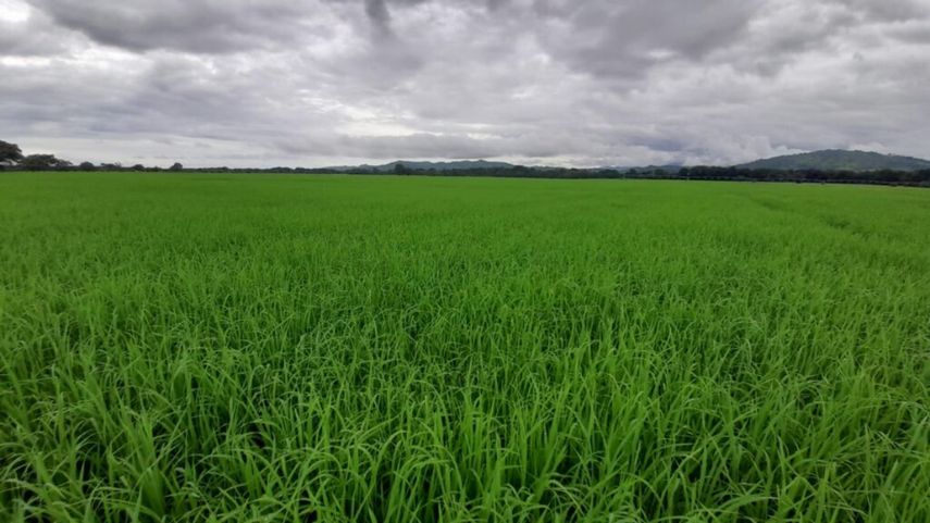 La provincia de Chiriquí registra el mayor porcentaje de siembra de arroz.