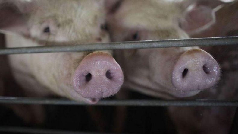 Panamá tiene 55 años libre de Peste Porcina Clásica, destaca el MIDA