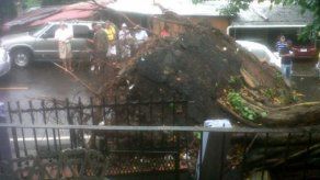 Fuertes vientos derrumban árbol en Mateo Iturralde