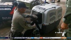 Adquirir animales silvestres representa un gran riesgo