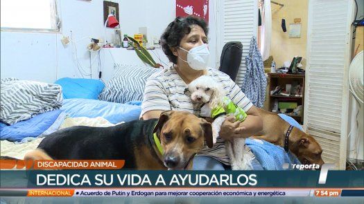Discapacidad animal, entre la genética y el maltrato