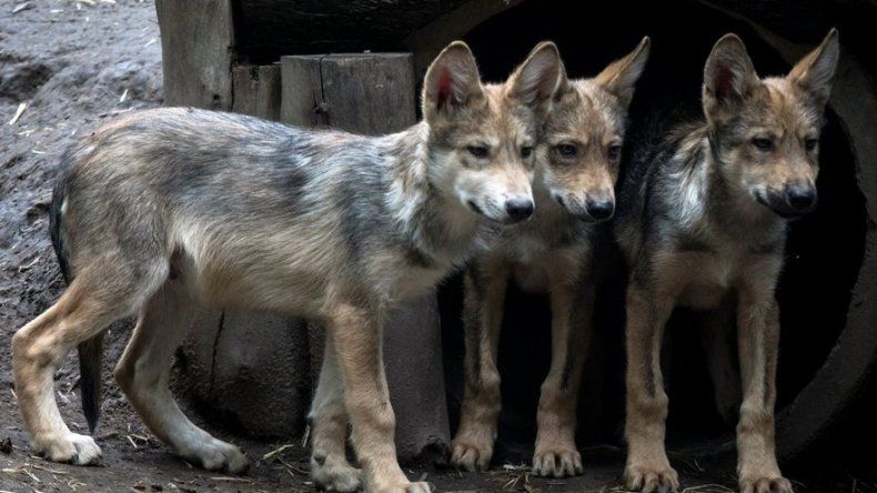 Ocho crías de lobo mexicano nacen en zoo para luchar contra su extinción