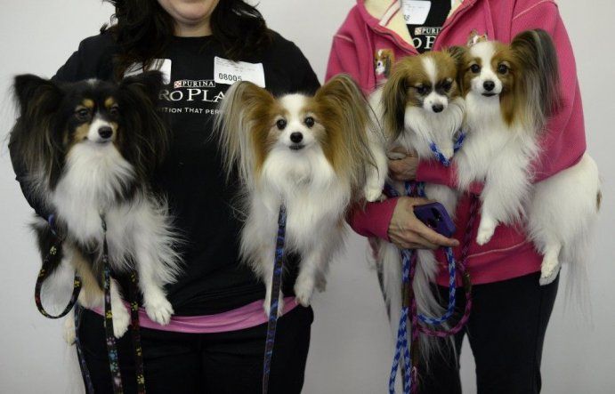 Perros muestran sus habilidades en concurso