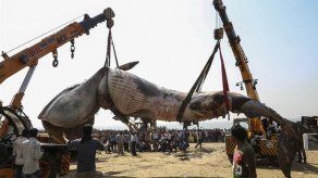 Una ballena de 10 metros fue hallada muerta en una playa de Bombay