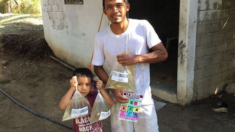 El uso de un pez, estrategia contra el mosquito transmisor del zika en México