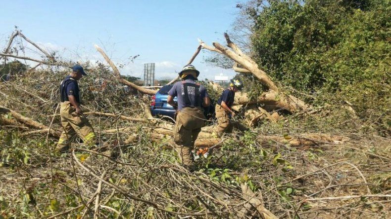 Árbol cae sobre auto en la Interamericana, 4 heridos
