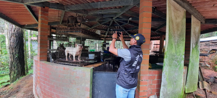 Animales en Cerro Azul