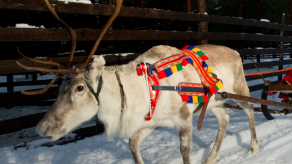 Unos 200 renos murieron de hambre en el Ártico por el cambio climático