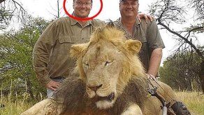 Acusan a hombre de EEUU cazar ilegalmente a león en Zimbabue