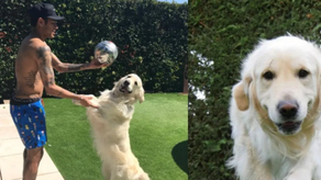 Poker, el perro influencer de Neymar.