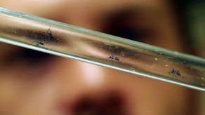 El Salvador: Emergencia focalizada por dengue y Chikungunya