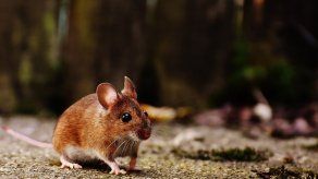 El Minsa le pide a la población extremar medidas para evitar la propagación del hantavirus provocada por roedores.