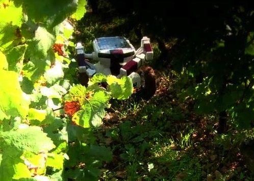 Wall Ye, un robot viticultor