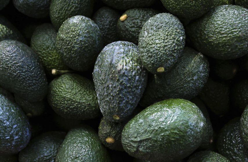 Los productores de aguacate en México han sido víctimas de las batallas territoriales y extorsiones de los cárteles de la droga en Michoacán.