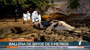 Hallan ballena muerta en San Felipe Hallan ballena muerta en San Felipe