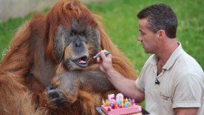 El orangután reproductor macho más viejo del mundo cumple 50 años