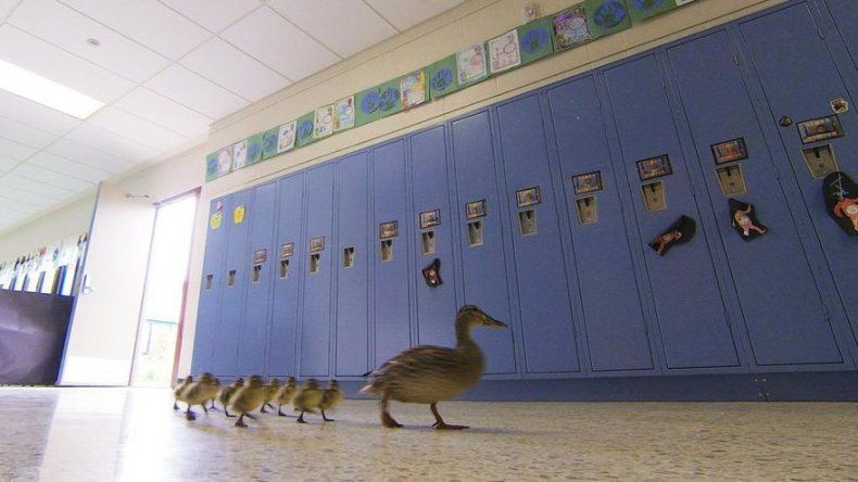 La mamá pata que recorre cada año los pasillos de una escuela en EEUU