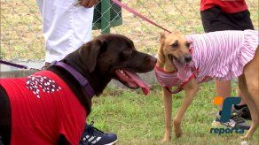 Inauguran parque canino en Parque Lefevre