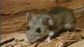 Minsa vigilará uso de carpas en carnaval para prevenir hantavirus