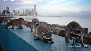 Mapache en la Cinta Costera