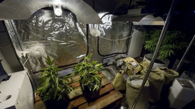 La DEA de EEUU mantiene prohibición a marihuana con fines medicinales