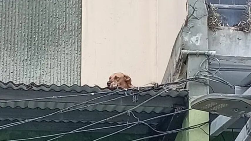 Bienestar Animal de la Alcaldía de Panamá rescata a perrita del techo de un apartamento
