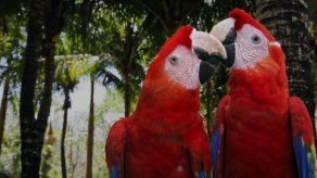 Guatemala impulsa incubación para rescatar guacamayas rojas