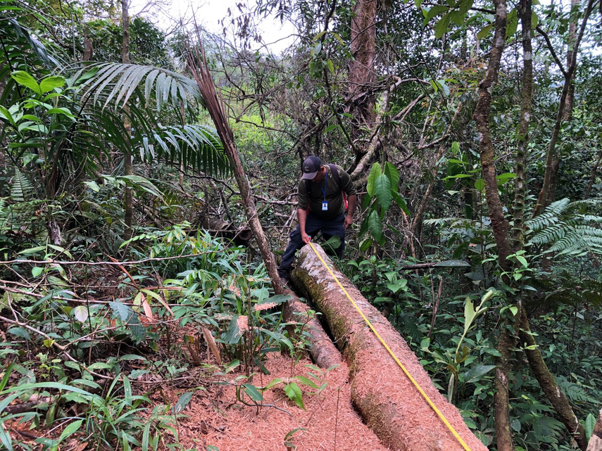 MiAmbiente detecta procesamiento ilegal de madera