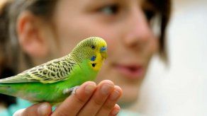 Aves como mascotas: ¿Cuáles son las recomendables en casa?