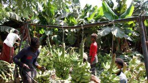 Parlamentarios latinoamericanos promueven impulso a agricultura familiar