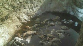 Autoridades mexicanas investigan hallazgo de 50 perros en fosa clandestina