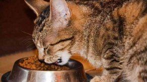 ¿Cuáles son los alimentos prohibidos para gatos?