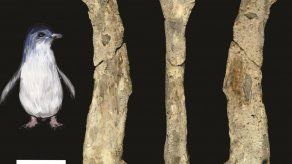 Hallan en la Antártida fósil inédito de pingüino diminuto