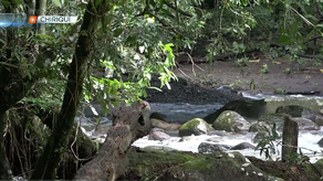 Hombre muere ahogado en un río de la provincia de Chiriquí