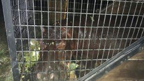 Capturan a un hipopótamo que andaba suelto en México