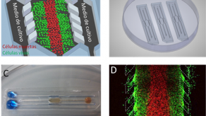 Desarrollan un dispositivo para cultivar tumores en 3D
