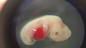 Logran cultivar células humanas en embriones de cerdos