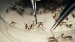 Gobernador de Florida dice que es seguro visitar foco de zika en Miami