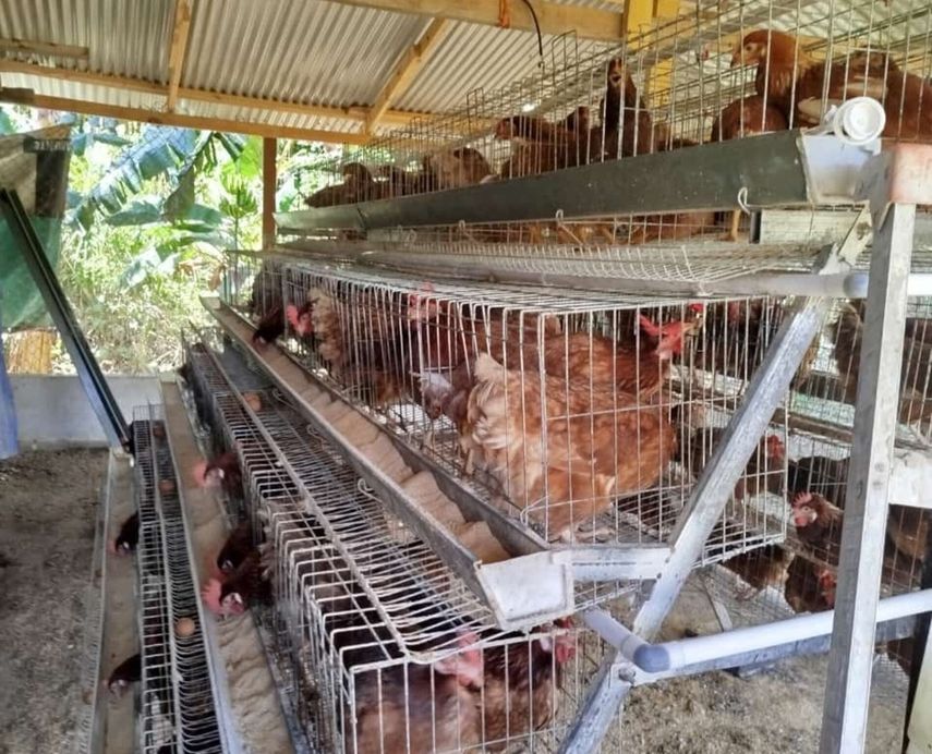MIDA traslada de 100 gallinas ponedoras a la Comarca Guna Yala