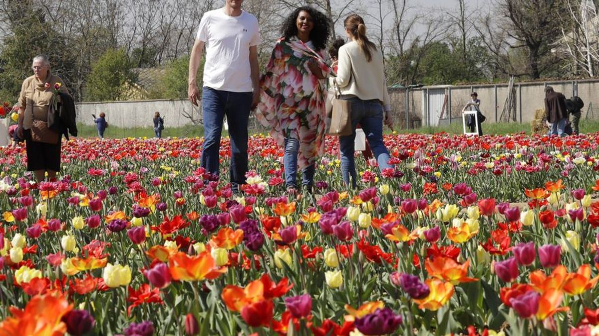 Tulipanes holandeses dan vida a un campo en Italia