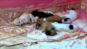 Buscan un nuevo hogar para 13 canes, 7 son cachorros