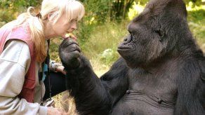 Fallece Koko