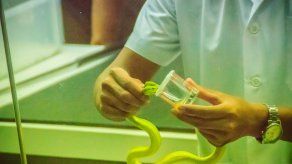 Panamá habilitará laboratorio de producción de suero antiofídico